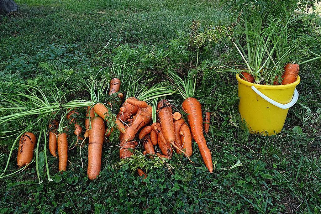Как правильно выращивать морковь, чтобы получить богатый урожай: правила выращивания и ухода за корнеплодами