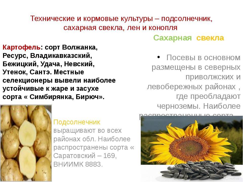Пшеница овес подсолнух кукуруза все уже созрело и требовало хозяйских хлопот схема предложения