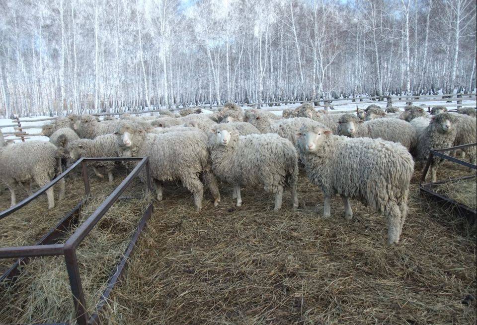 Овцеводство как бизнес для начинающего фермера, породы и сбыт