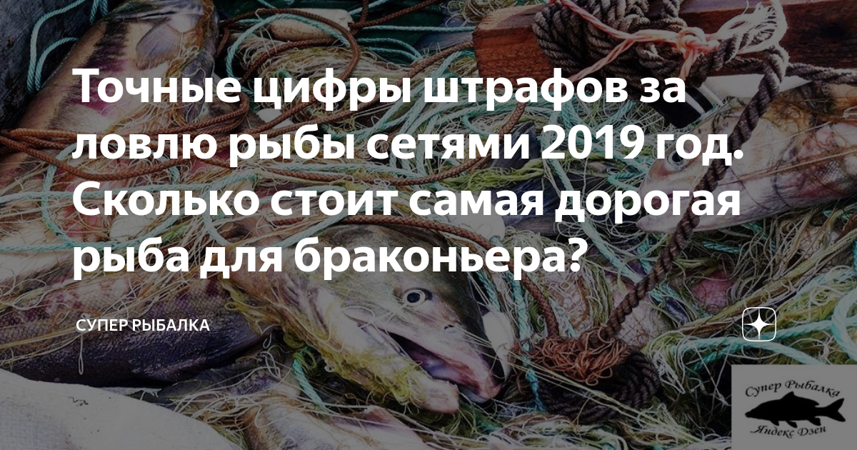 Штраф за ловлю рыбы рыболовными сетями в 2020 году — таблица штрафов рыбнадзора за браконьерство (рыба и раки)
