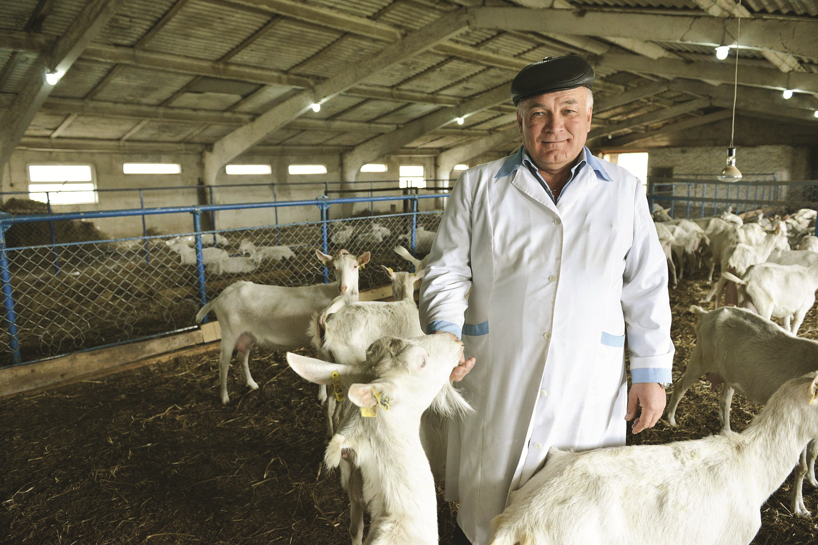 Бизнес на разведении коз с нуля: пошаговая инструкция и оценка