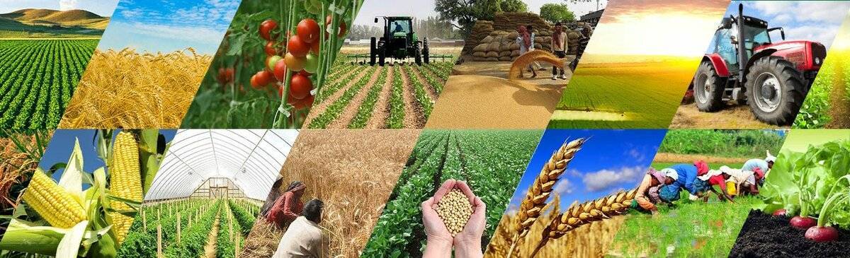 Импортозамещение в сельском хозяйстве: особенности, задачи и функции - бизнес
