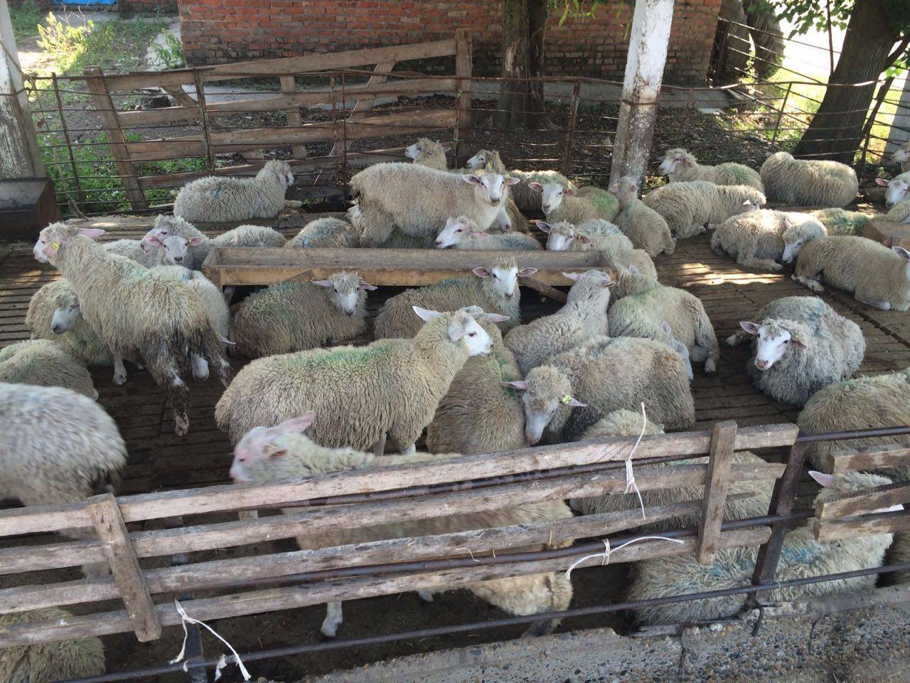 Разведение овец: с чего начать + пошаговый план