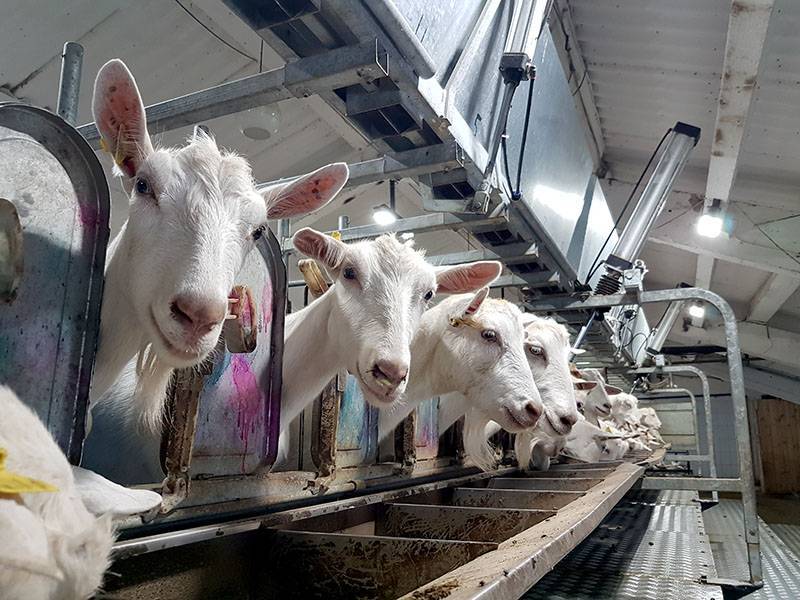 Разведение коз как бизнес: с чего начать, расчет доходности