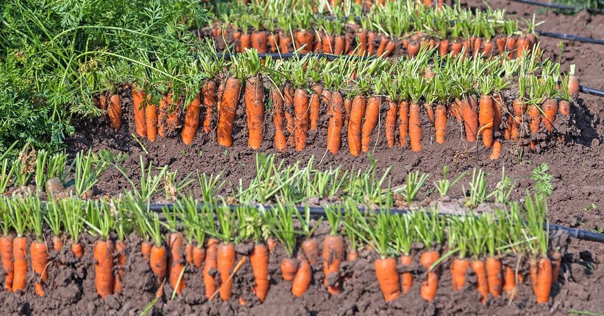 Как вырастить хороший урожай моркови. советы огородника