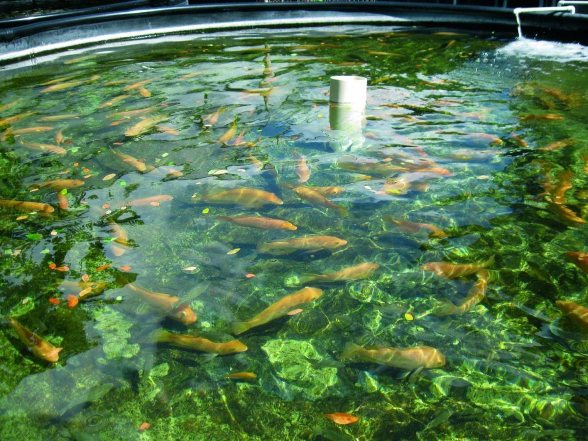 Технология разведения рыбы в искусственных водоемах на продажу