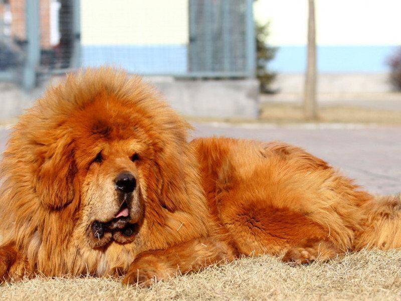 Самая дорогая порода собак в мире: топ-10, откуда происходят и стоимость щенков