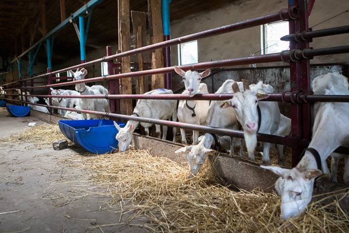 Разведение коз как бизнес — рентабельность разведения дойных коз в домашних условиях