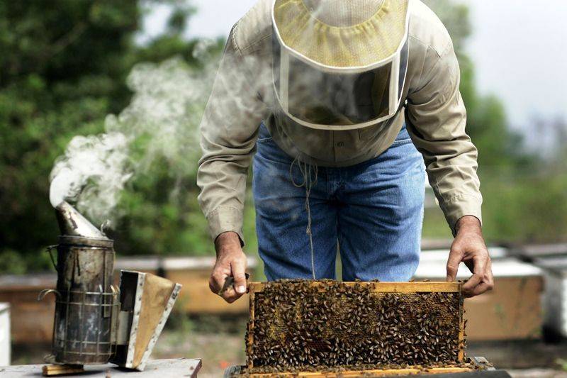 Разведение пчел как бизнес в 2021 — vipidei.com
