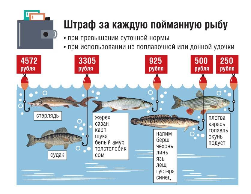 Нерестовый запрет на рыбалку в регионах рф: сроки и места ловли