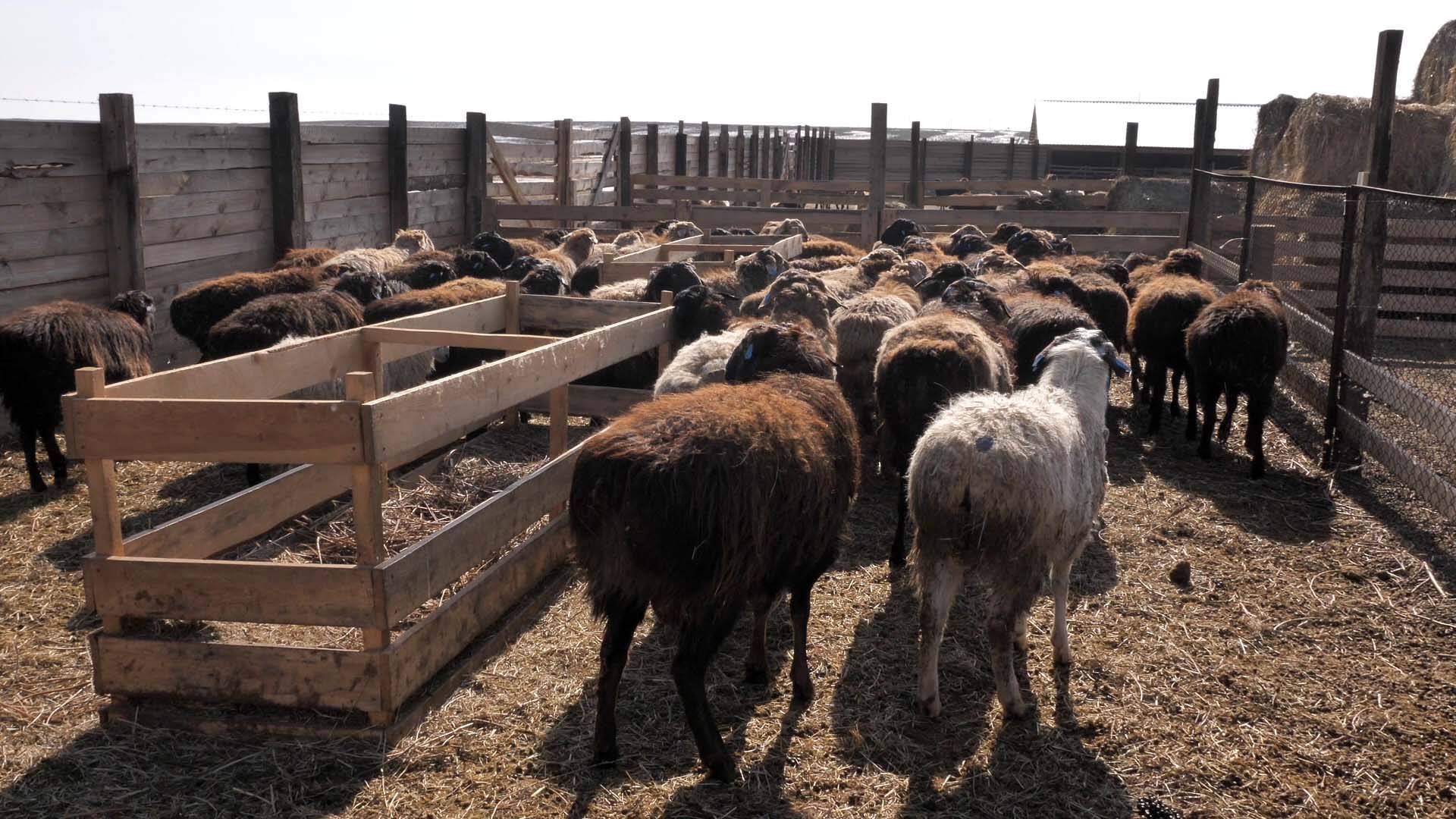 Овцеводство - бизнес-план, содержание и реалии при разведении овец (100 фото)