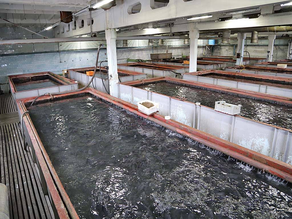 Разведение рыбы в искусственных водоемах как бизнес: как сделать пруд, бизнес-план