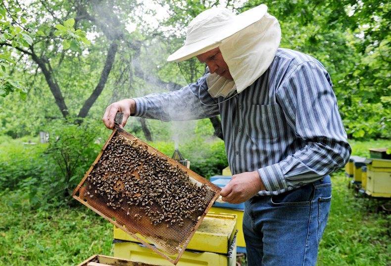 Пчеловодство как бизнес - выгодно ли, плюсы и минусы, условия и требования, как организовать пасеку, оборудование и инвентарь, разведение пчел, как и где продавать продукцию, примерный бизнес-план