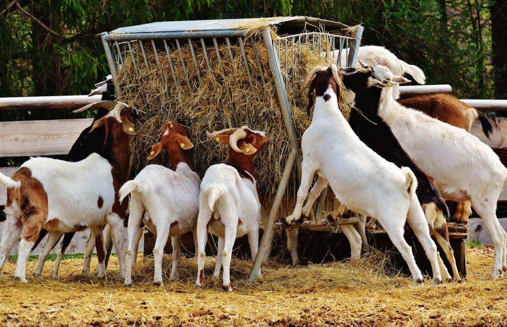 Стоит ли открывать молочную ферму: бизнес план и риски с окупаемостью