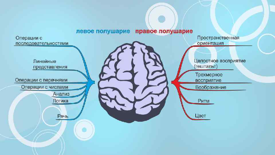 Правое и левое полушарие мозга презентация