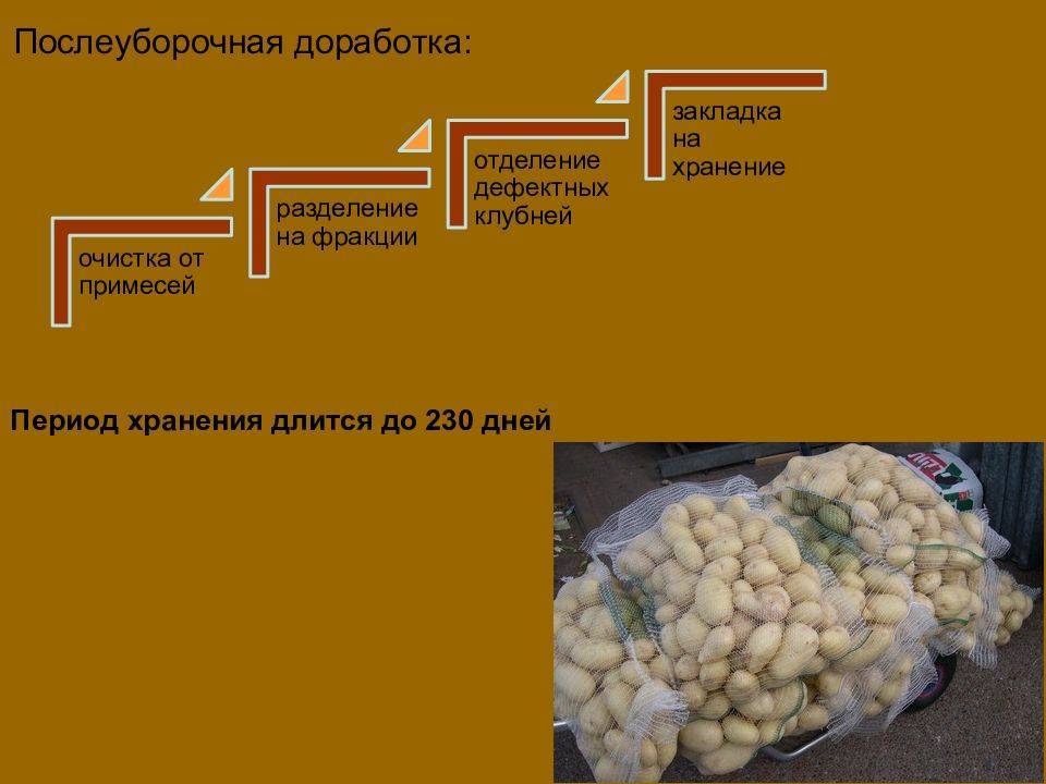 Выращивание картофеля как бизнес: насколько это прибыльно?