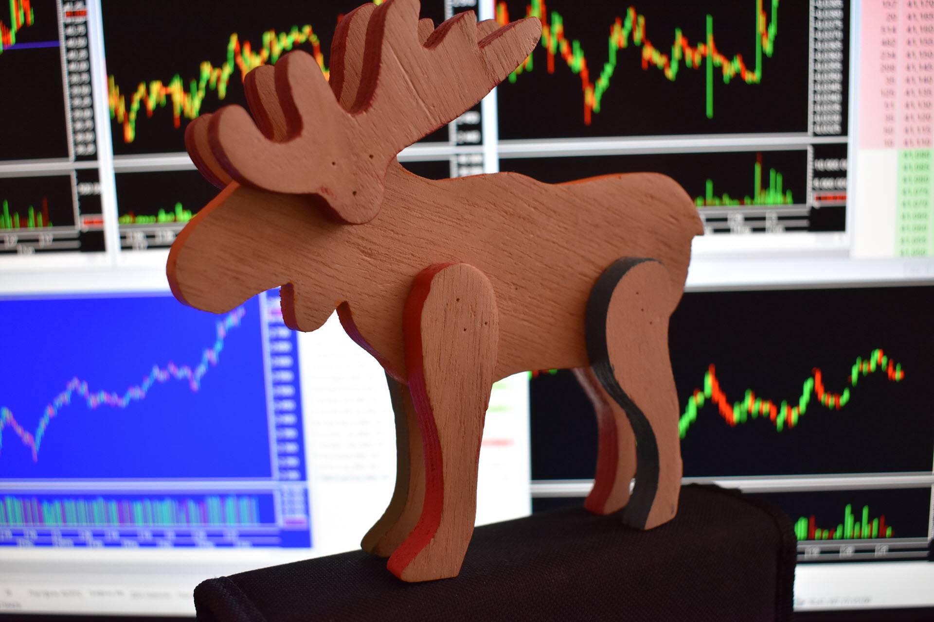 Животные-символы игры на бирже: быки, медведи и все-все-все - cryptofox