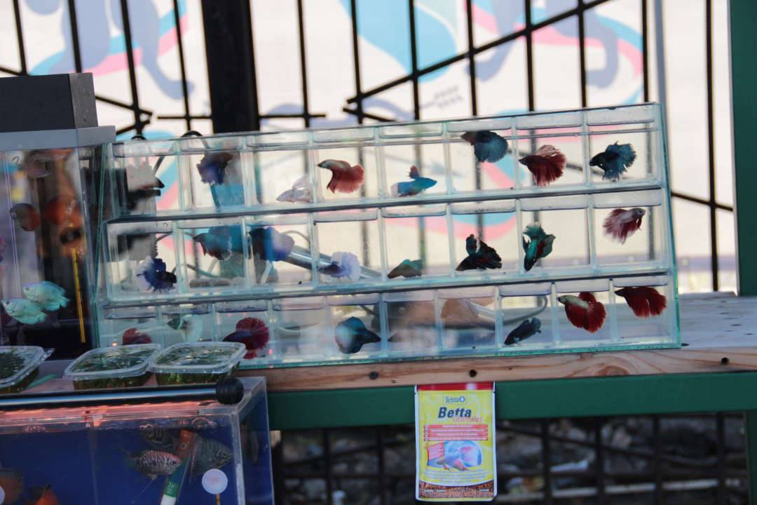 Полюстровский птичий рынок в санкт-петербурге