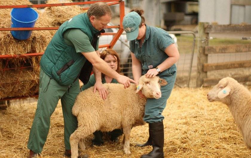 Овцеводство как бизнес для начинающего фермера - шаг за шагом
