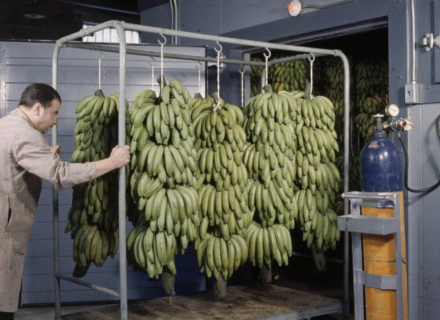 Как везут бананы из эквадора в россию – путешествие банана из эквадора в петербург — тренинг «ораторское искусство»