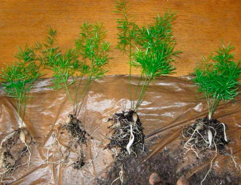 Аспарагус из семян в домашних условиях: правила посадки и ухода за сеянцами для тех, кто хочет знать как вырастить цветок с нуля