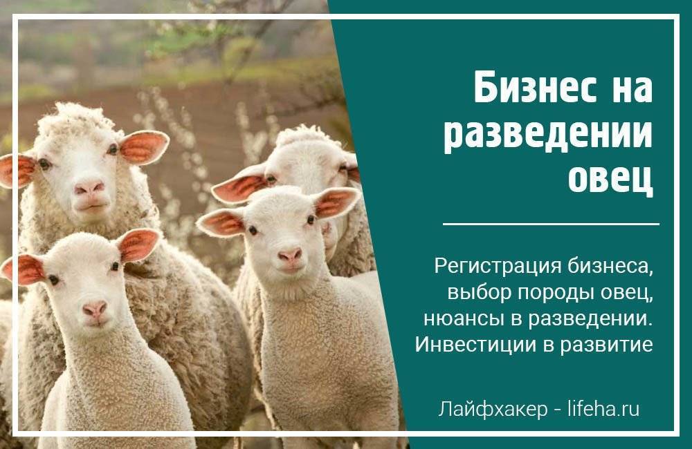 Разведение баранов и овец на мясо как бизнес: план овцеводства для начинающих с пошаговой инструкцией | easybizzi39.ru