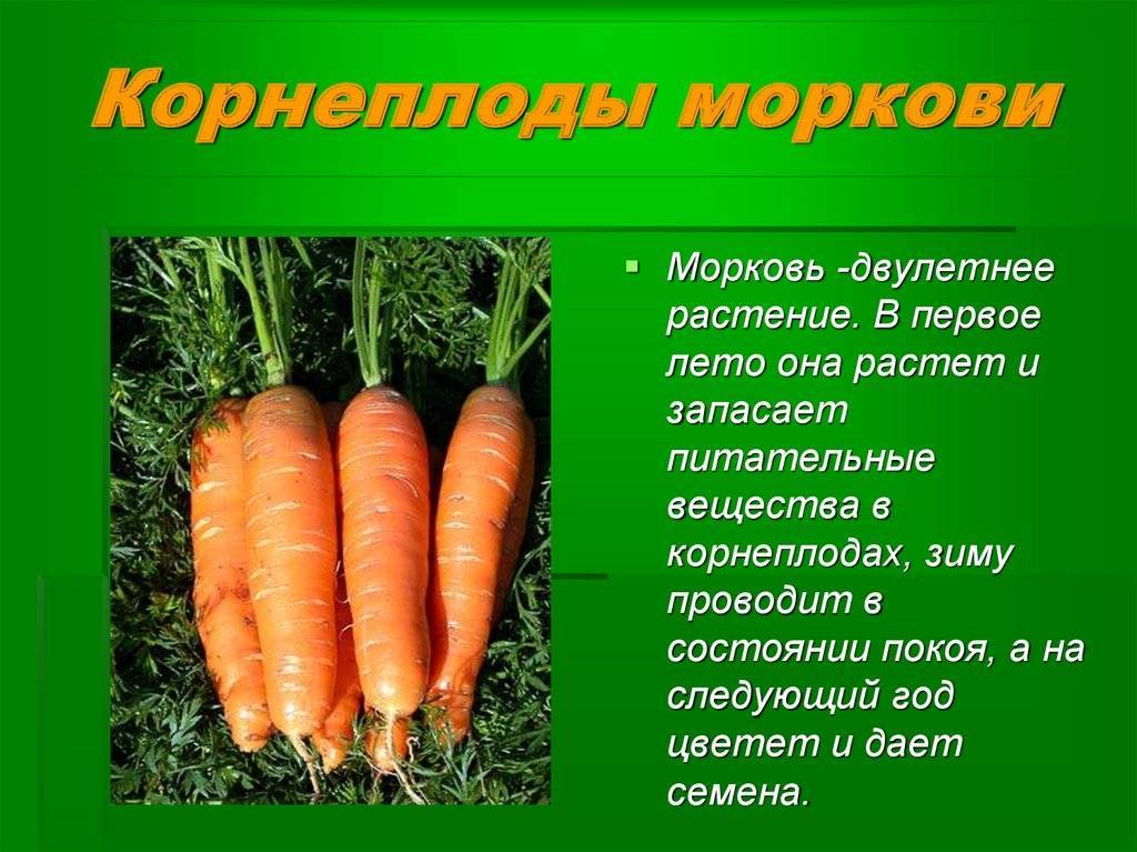 Как вырастить крупную морковь на огороде, чтобы была сладкой и сочной: как правильно сажать, чтобы получить хороший урожай, какую землю любит