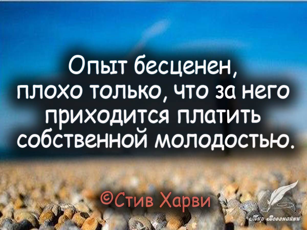 Как решают проблему бездомных животных в россии и на западе и что делать, если хочешь помочь — нож