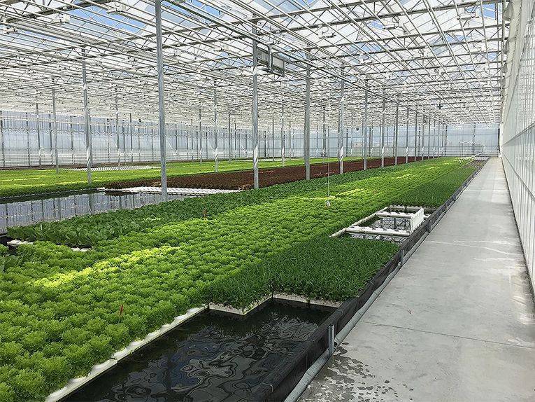 Выращивание зелени в теплице как бизнес с пошаговой инструкцией | fermerok.com - ферма своими руками