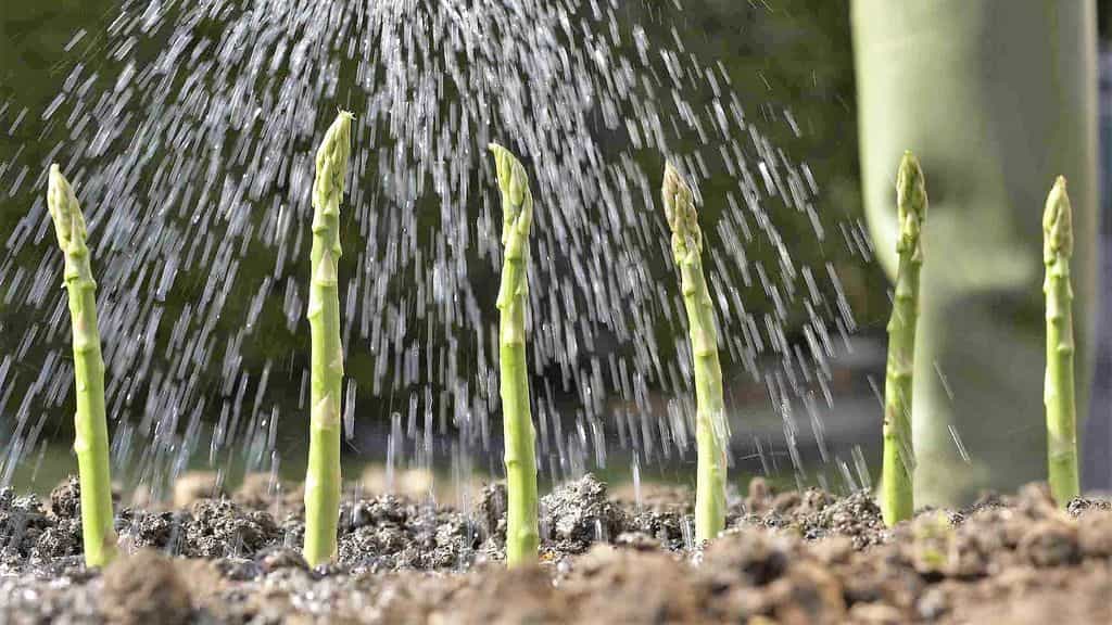 Спаржа из семян: самый эффективный способ выращивания