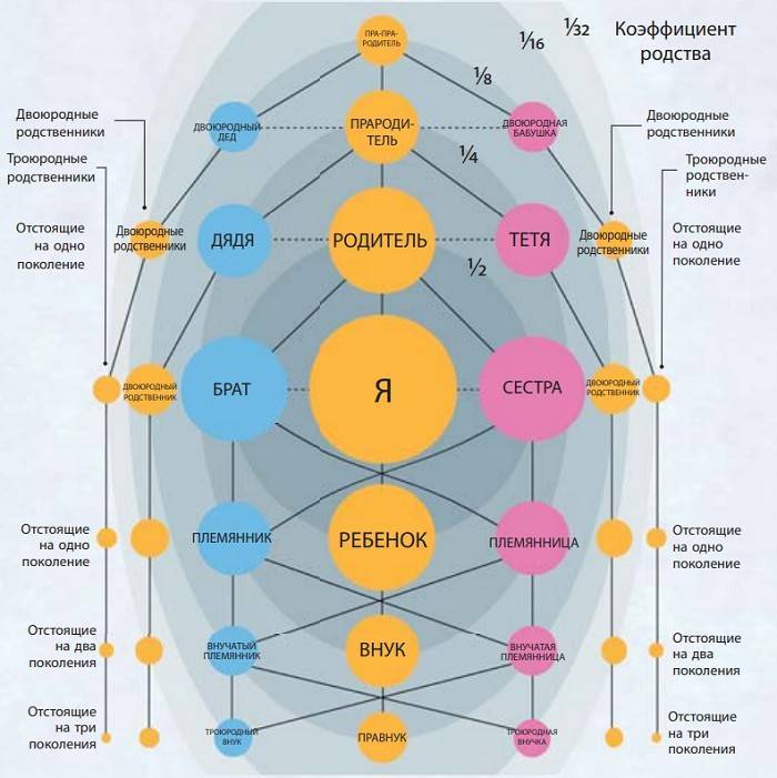 Схема родства в семье