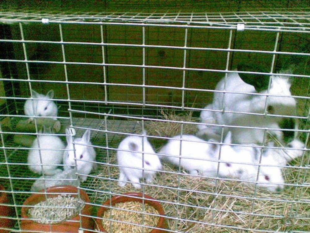 Разведение калифорнийских кроликов как бизнес: условия содержания и кормление :: businessman.ru