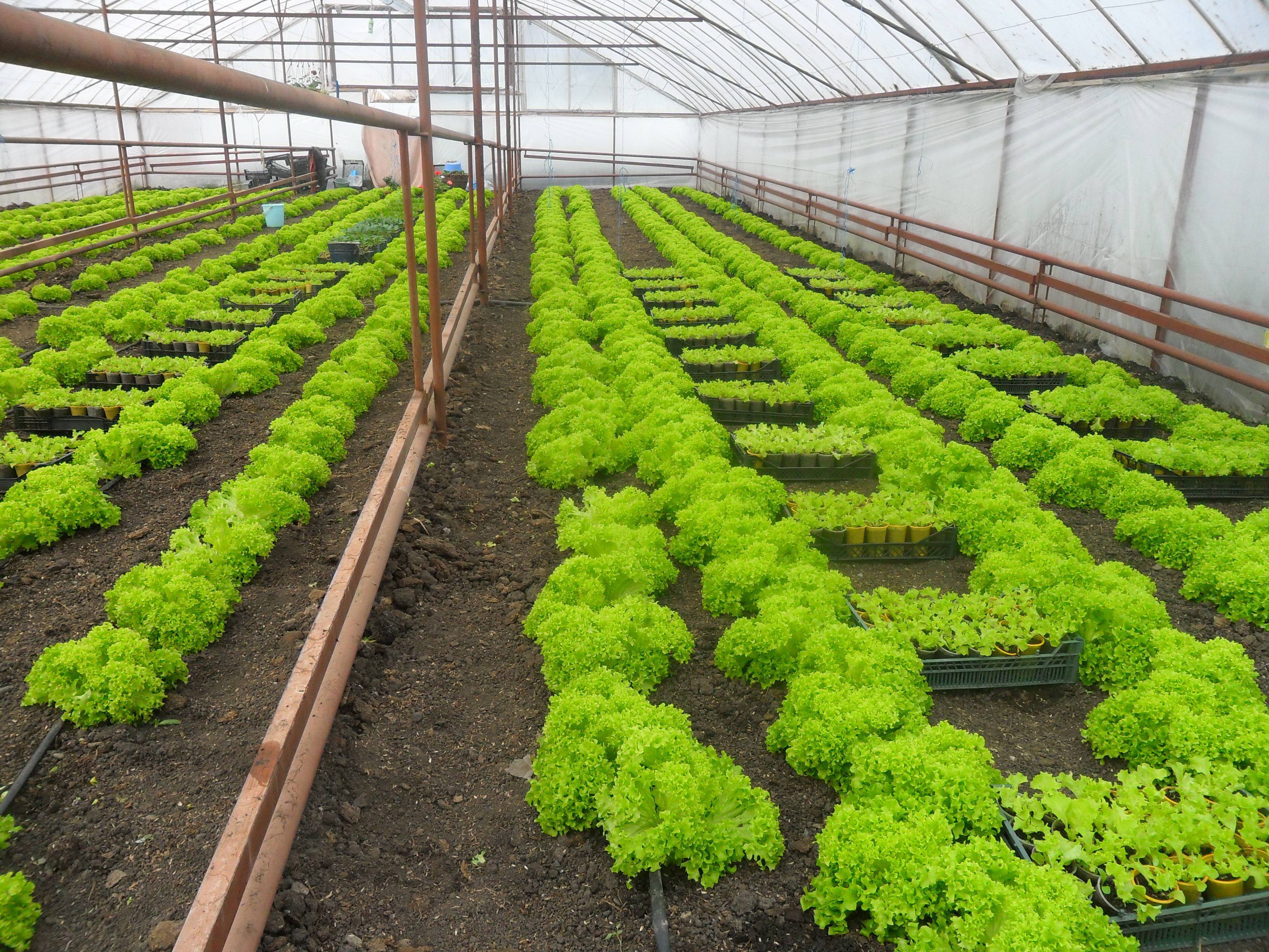 Бизнес-план выращивания зелени в теплице на продажу: точки сбыта и финансы