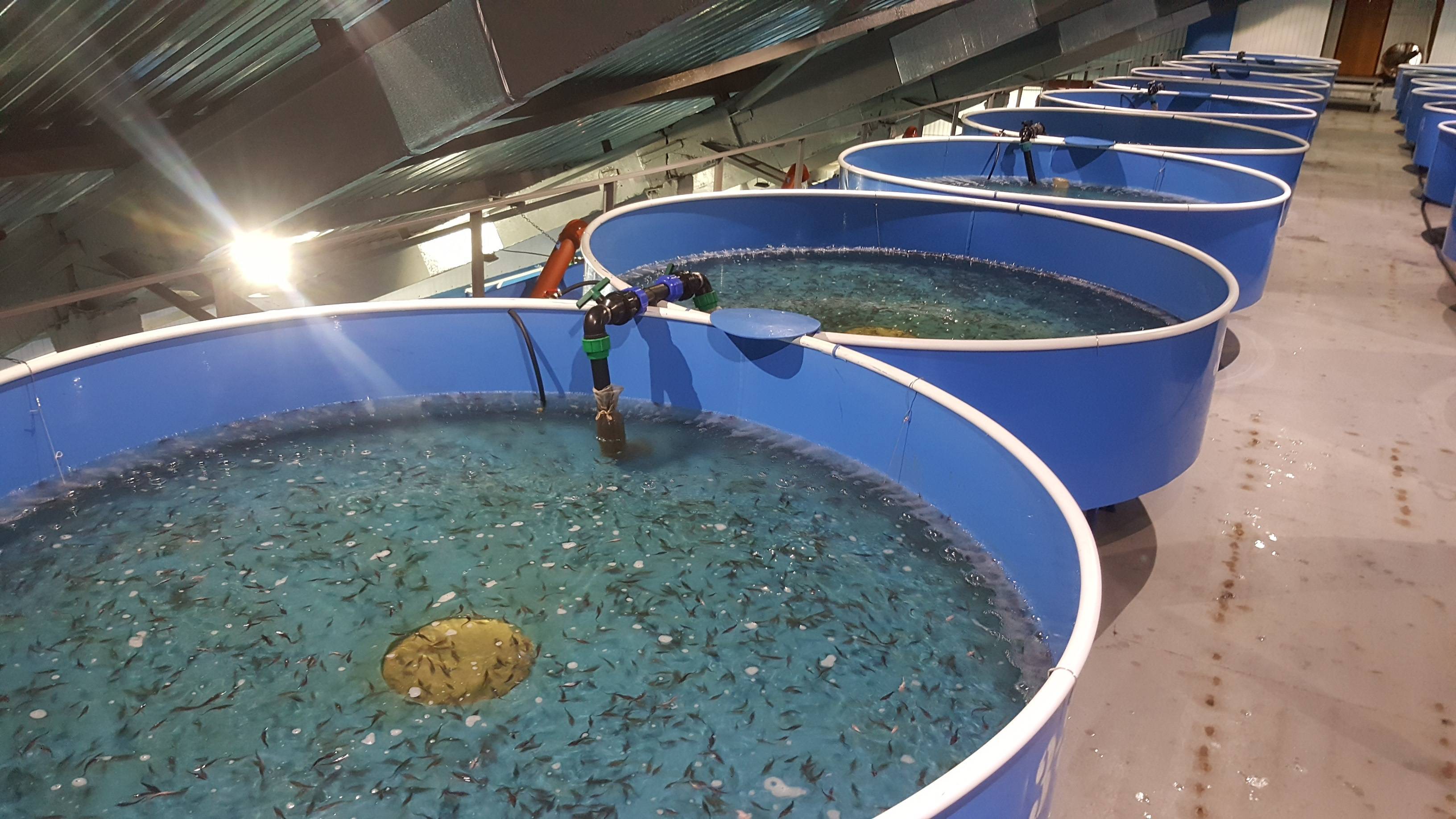 Разведение рыбы в искусственных водоемах как бизнес - выгодно или нет: с чего начать, как преуспеть + читайте наши полезные советы по преодолению «под