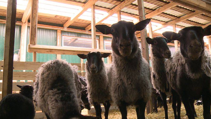Разведение и выращивание овец как бизнес: подробный бизнес план, рентабельность, плюсы и минусы в 2021 году
