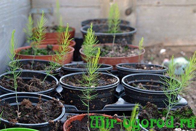 Спаржа из семян: самый эффективный способ выращивания | садоводство24
