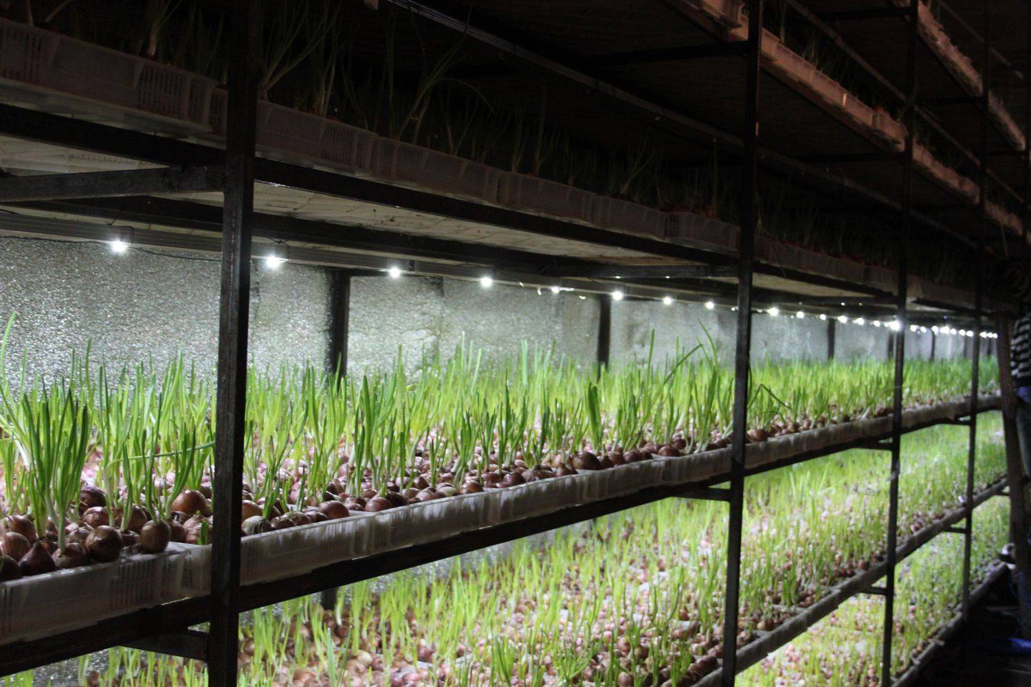 Выращивание зелени как бизнес — идеи, технологии, расходы и прибыль