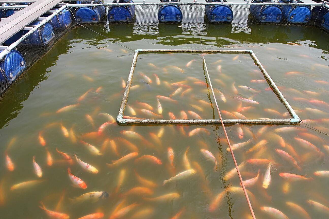 Разведение рыбы в пруду. бизнес-план рыбоводства карпа