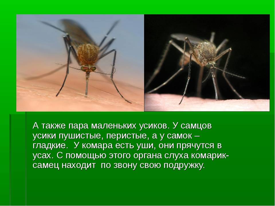 Ученые выяснили, как комары выбирают себе жертву / маяк. сосновый бор. ленобласть.