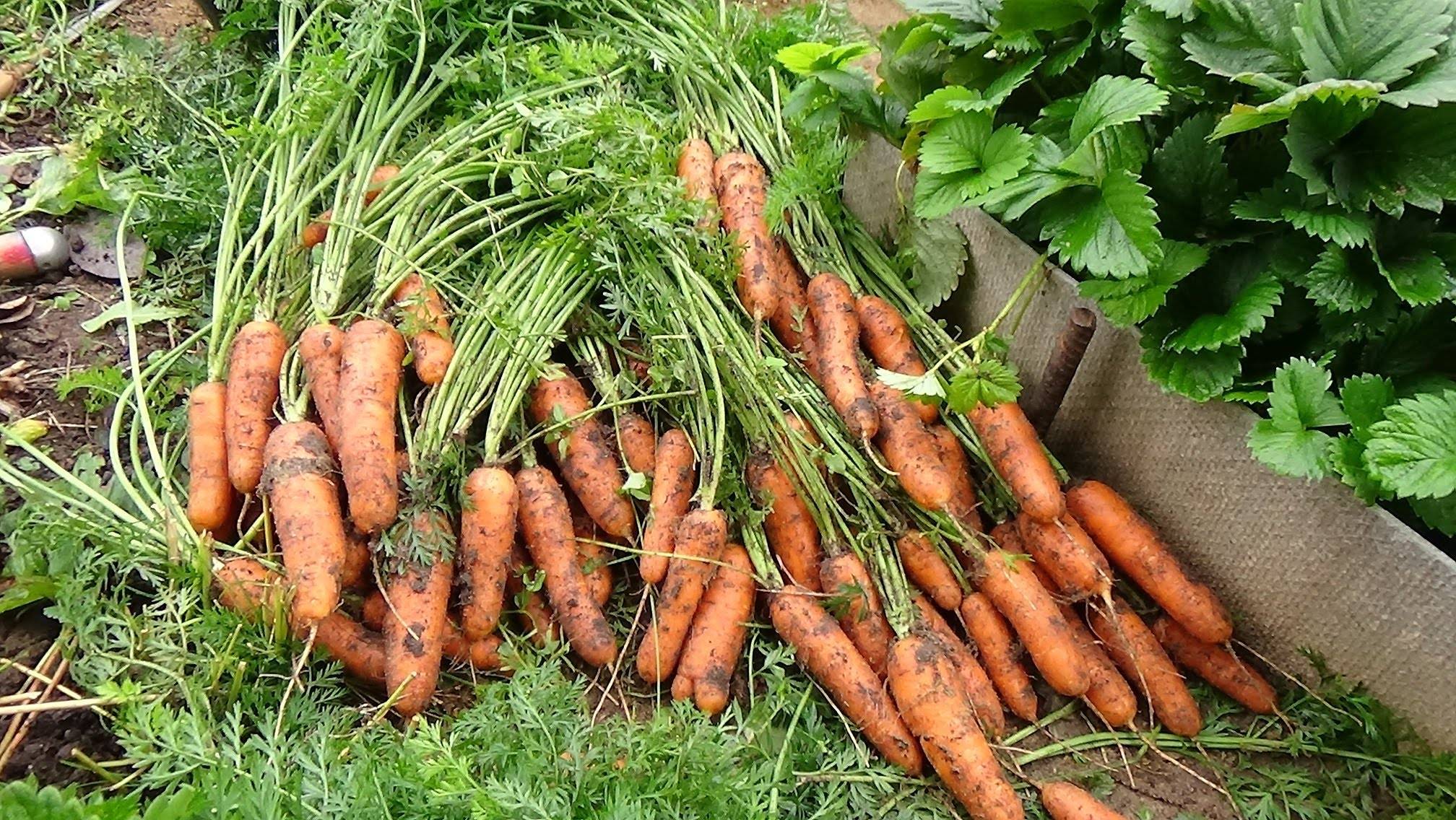 Выращивание моркови в открытом грунте: как сажать и не прореживать, секреты + видео