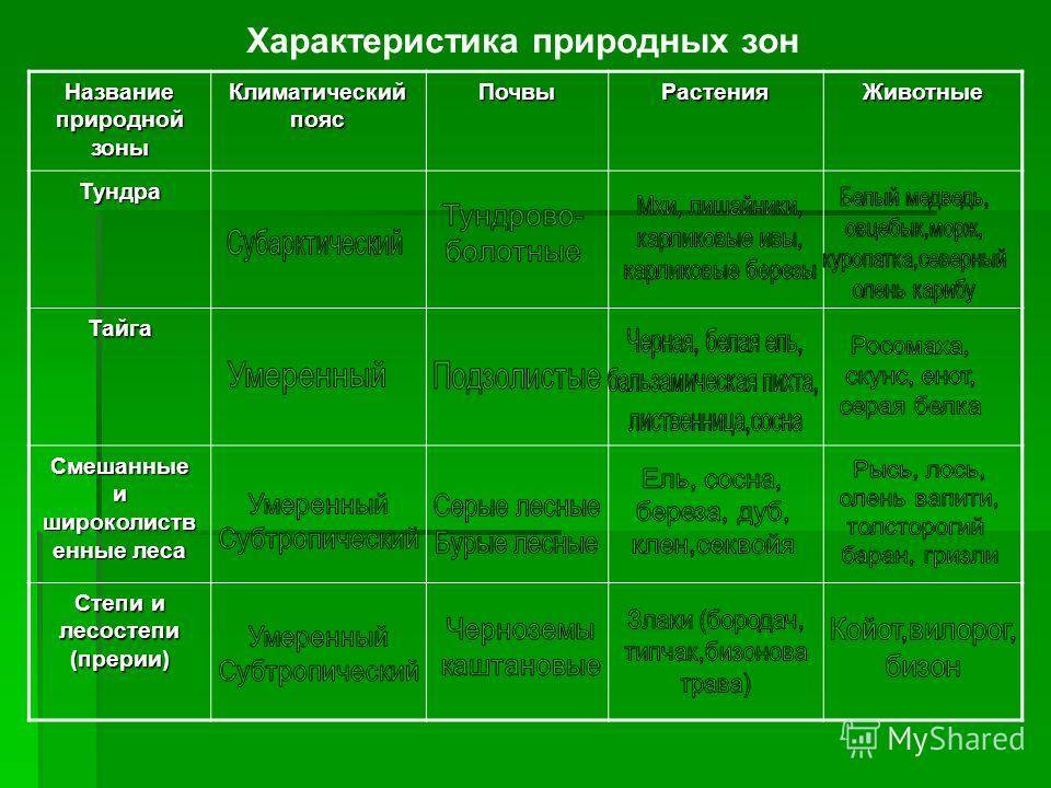 Тайга - природная зона, описание, климат, особенности и характеристика | зона тайги россии