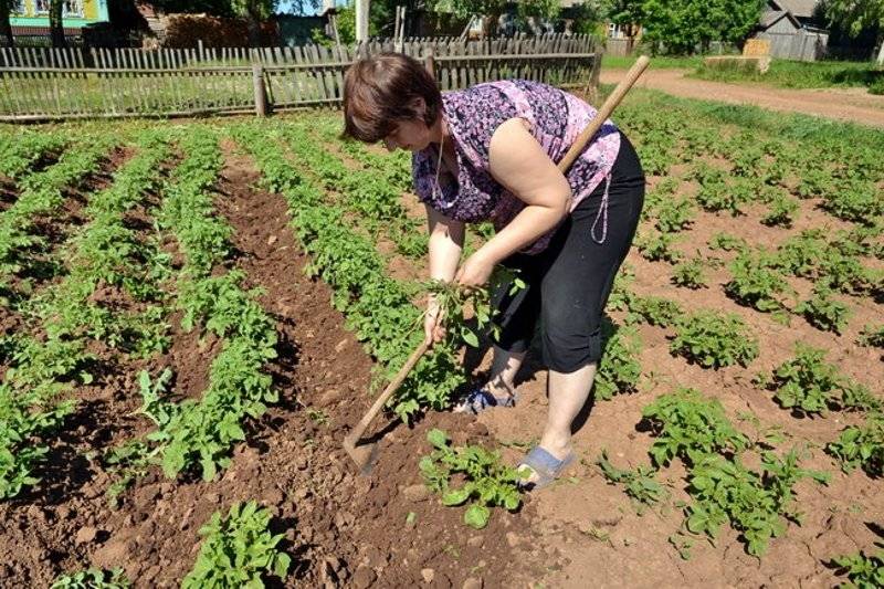 Выращивание картофеля как бизнес: методики, сорта, бизнес план – бизнес-идеи для женщин и девушек