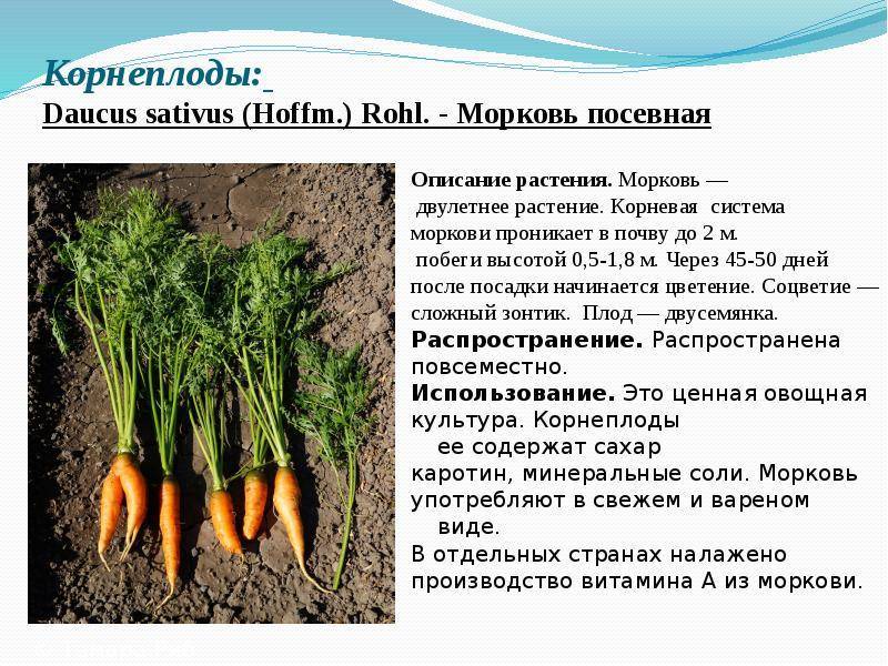 Как вырастить морковь — подробная инструкция, советы огородникам и мой личный опыт