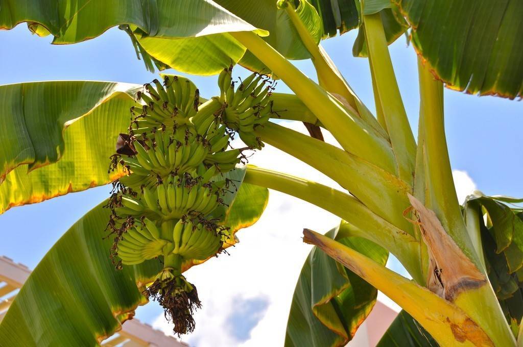 Как посадить и вырастить банан в домашних условиях