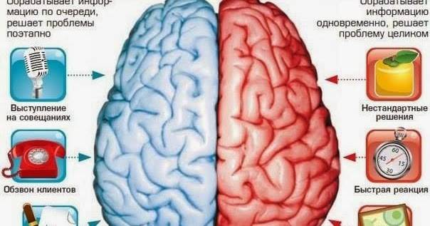 Определение доминирующего полушария мозга