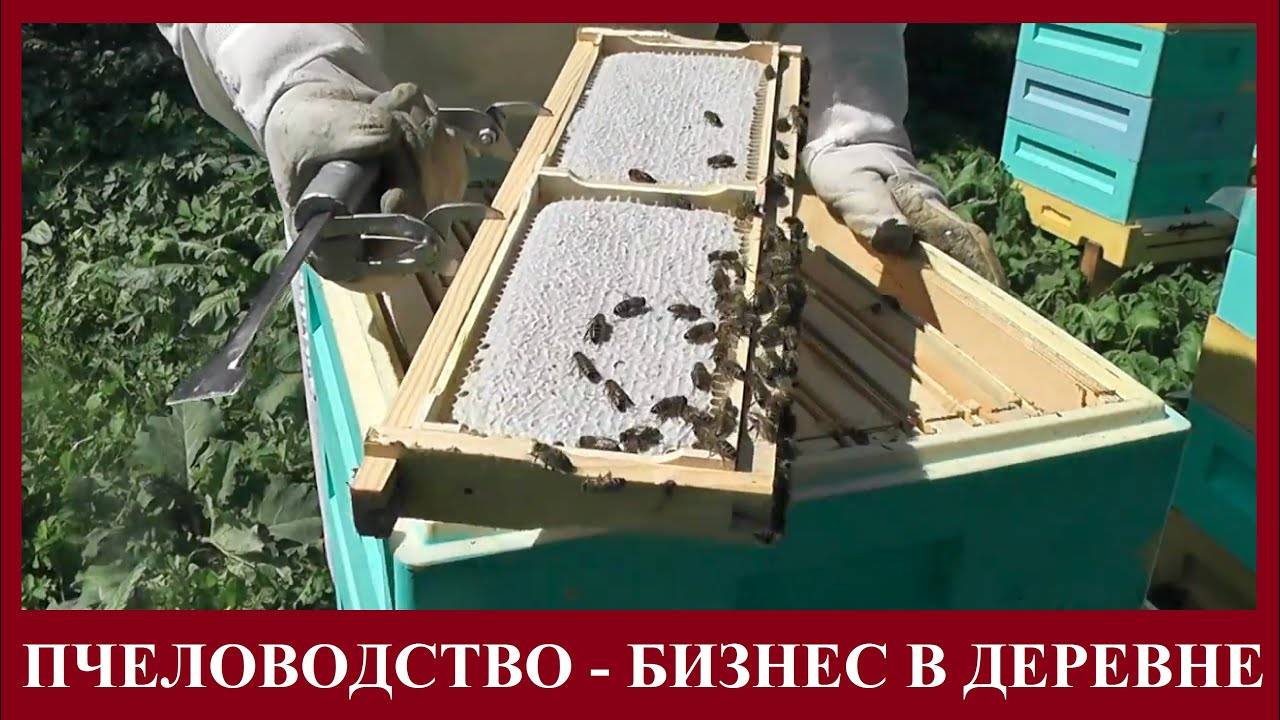 Пчеловодство как бизнес — с чего начать и как развивать