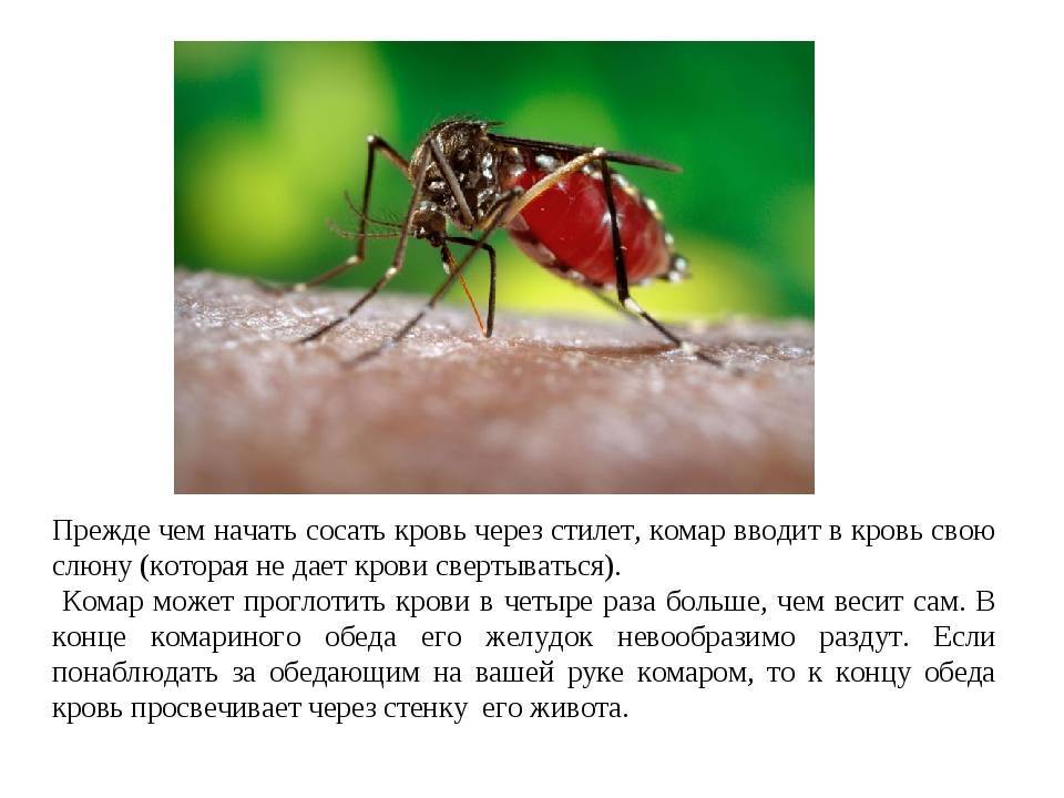 Почему комары кусают одних людей больше чем других