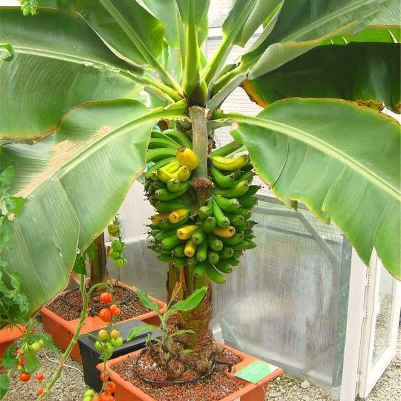 Как вырастить банан дома. карликовый банан: сорта. выращивание банана дома: уход, пересадка, размножение