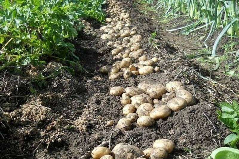 Бизнес-идея: выращивание картофеля