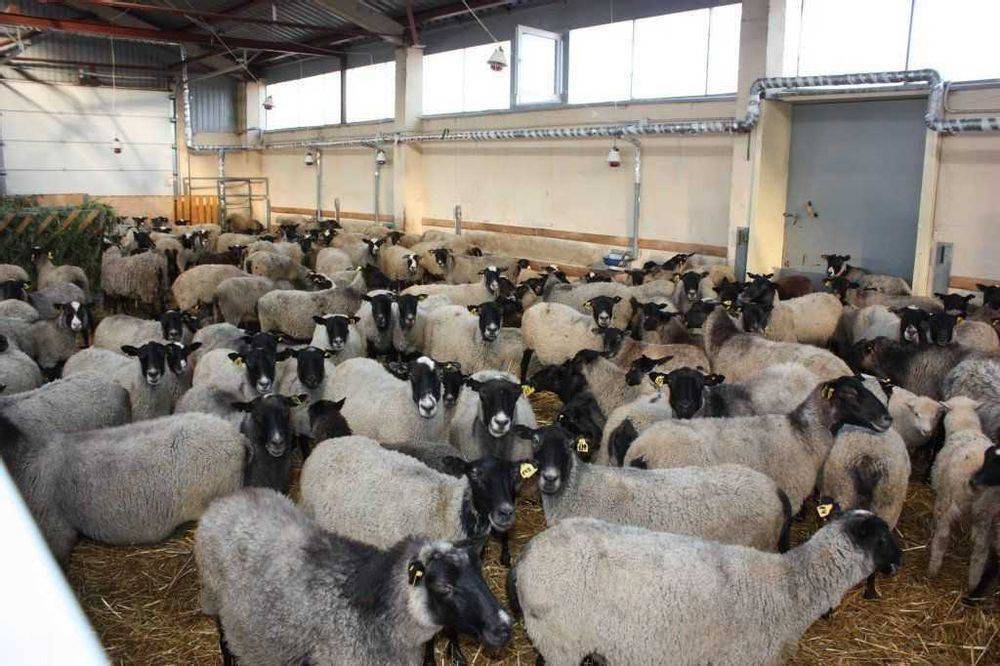 Овцеводство в россии - бизнес для начинающего фермера